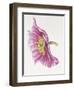 Purple Poppy-Janneke Brinkman-Salentijn-Framed Giclee Print