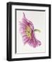 Purple Poppy-Janneke Brinkman-Salentijn-Framed Giclee Print