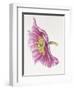 Purple Poppy-Janneke Brinkman-Salentijn-Framed Giclee Print