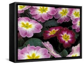 Purple Primrose, Washington, USA-null-Framed Stretched Canvas