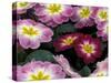 Purple Primrose, Washington, USA-null-Stretched Canvas