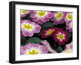 Purple Primrose, Washington, USA-null-Framed Photographic Print