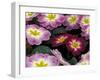 Purple Primrose, Washington, USA-null-Framed Photographic Print