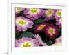 Purple Primrose, Washington, USA-null-Framed Photographic Print