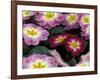 Purple Primrose, Washington, USA-null-Framed Photographic Print