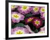 Purple Primrose, Washington, USA-null-Framed Photographic Print