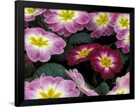 Purple Primrose, Washington, USA-null-Framed Photographic Print