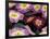 Purple Primrose, Washington, USA-null-Framed Photographic Print