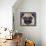 Purple Pug-Kathryn Wronski-Framed Stretched Canvas displayed on a wall