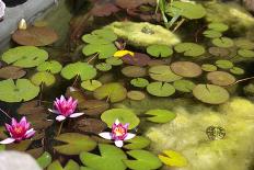 Smaller Plants Pond-Purple Queue-Mounted Photographic Print