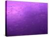 Purple Rain-Philippe Sainte-Laudy-Stretched Canvas