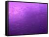 Purple Rain-Philippe Sainte-Laudy-Framed Stretched Canvas