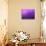 Purple Rain-Philippe Sainte-Laudy-Stretched Canvas displayed on a wall