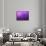 Purple Rain-Philippe Sainte-Laudy-Framed Stretched Canvas displayed on a wall