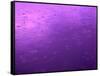 Purple Rain-Philippe Sainte-Laudy-Framed Stretched Canvas