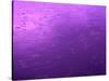 Purple Rain-Philippe Sainte-Laudy-Stretched Canvas