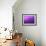 Purple Rain-Philippe Sainte-Laudy-Framed Photographic Print displayed on a wall