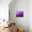 Purple Rain-Philippe Sainte-Laudy-Mounted Photographic Print displayed on a wall