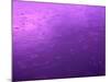 Purple Rain-Philippe Sainte-Laudy-Mounted Photographic Print