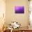 Purple Rain-Philippe Sainte-Laudy-Photographic Print displayed on a wall
