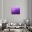 Purple Rain-Philippe Sainte-Laudy-Photographic Print displayed on a wall