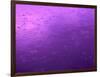 Purple Rain-Philippe Sainte-Laudy-Framed Photographic Print