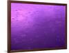 Purple Rain-Philippe Sainte-Laudy-Framed Photographic Print