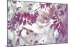 Purple Robinia-Jo Crowther-Mounted Giclee Print
