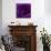 Purple Rose 01-Tom Quartermaine-Giclee Print displayed on a wall