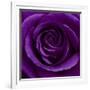 Purple Rose 01-Tom Quartermaine-Framed Giclee Print