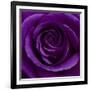 Purple Rose 01-Tom Quartermaine-Framed Giclee Print