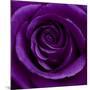 Purple Rose 01-Tom Quartermaine-Mounted Giclee Print