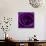 Purple Rose 01-Tom Quartermaine-Giclee Print displayed on a wall