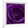 Purple Rose 01-Tom Quartermaine-Framed Giclee Print