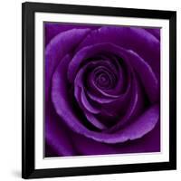 Purple Rose 01-Tom Quartermaine-Framed Giclee Print