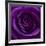 Purple Rose 01-Tom Quartermaine-Framed Giclee Print