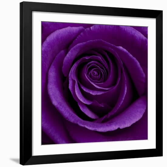 Purple Rose 01-Tom Quartermaine-Framed Giclee Print