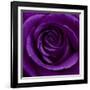 Purple Rose 01-Tom Quartermaine-Framed Giclee Print