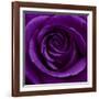 Purple Rose 01-Tom Quartermaine-Framed Giclee Print