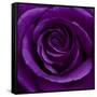 Purple Rose 01-Tom Quartermaine-Framed Stretched Canvas