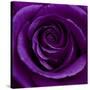 Purple Rose 01-Tom Quartermaine-Stretched Canvas