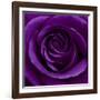 Purple Rose 01-Tom Quartermaine-Framed Premium Giclee Print