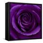 Purple Rose 01-Tom Quartermaine-Framed Stretched Canvas