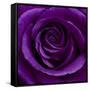 Purple Rose 01-Tom Quartermaine-Framed Stretched Canvas