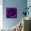 Purple Rose 01-Tom Quartermaine-Stretched Canvas displayed on a wall