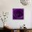 Purple Rose 01-Tom Quartermaine-Stretched Canvas displayed on a wall