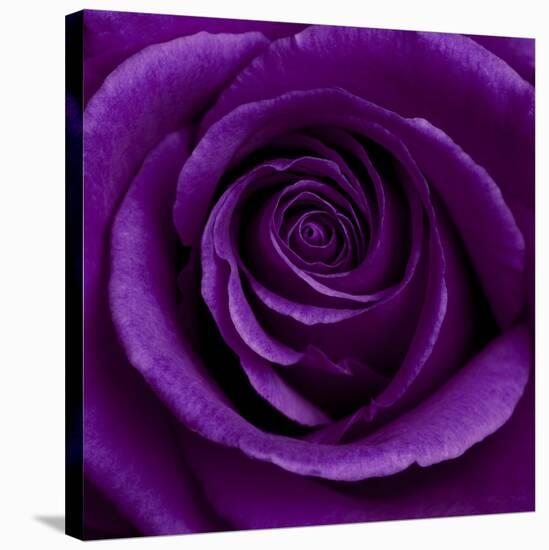 Purple Rose 01-Tom Quartermaine-Stretched Canvas