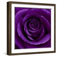 Purple Rose 01-Tom Quartermaine-Framed Giclee Print