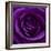 Purple Rose 01-Tom Quartermaine-Framed Giclee Print