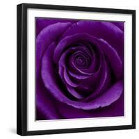 Purple Rose 01-Tom Quartermaine-Framed Giclee Print